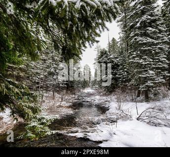 Un tranquillo paesaggio invernale caratterizzato da un piccolo torrente che si snoda attraverso alberi sempreverdi innevati in Oregon Foto Stock