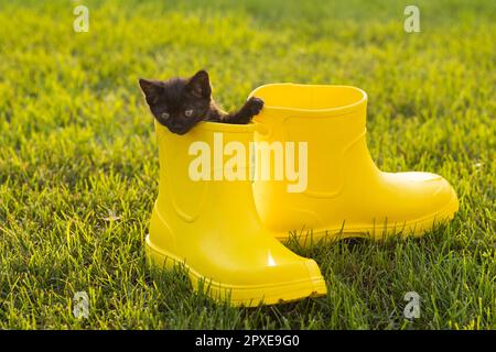 Carino gattino nero seduto in stivali gialli su erba. Concetto di immagine carino per cartoline calendari e opuscoli con animale domestico . Foto Stock