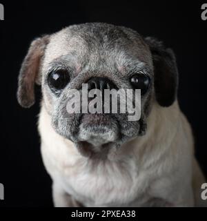 Le tazze sono l'animale domestico che più adorabile potete possedere. Super adorabile con lo sguardo triste! Foto Stock