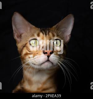 Gatti o felino fanno buoni animali domestici della casa poichè sono molto puliti. Sono molto tranquille e non vi disturbano molto Foto Stock