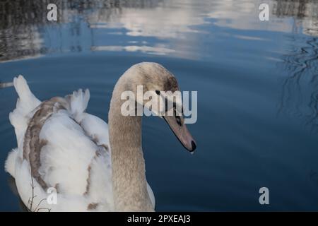 Swan scivola sull'acqua Foto Stock