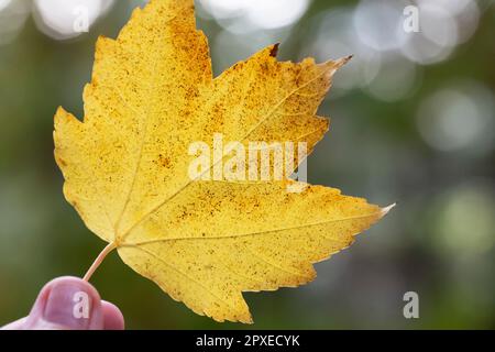 Fuoco selettivo - Liquidambar styraciflua foglia autunnale in mano di una donna, sfondo sfocato - sfondo autunnale Foto Stock