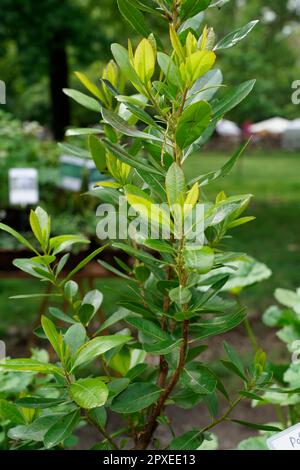 Corbezzolo Arbutus unedo, Orticola Mostra mercato di fiori, piante e frutti insoliti, rari e antichi al Giardino pubblico Montanelli, MIL Foto Stock