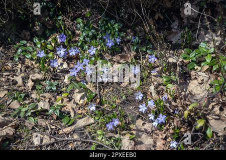 Hepatica comune selvaggia fioritura nella foresta Foto Stock