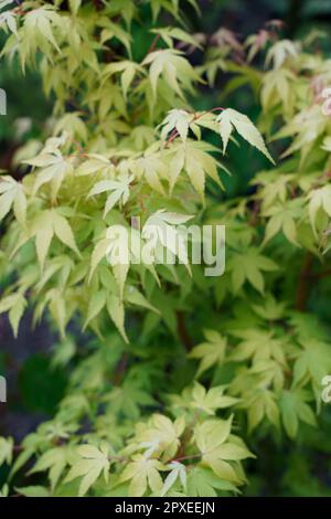 Acer palmatum, comunemente noto come acero giapponese, acero palmate, o liscio giapponese mappa, Orticola il mercato Mostra di insolita, rara e antica fl Foto Stock