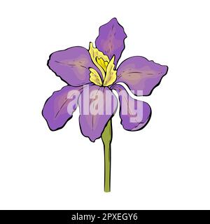 Iris viola e fiori gialli isolati su sfondo bianco, contorno disegnato a mano. Illustrazione vettoriale Illustrazione Vettoriale