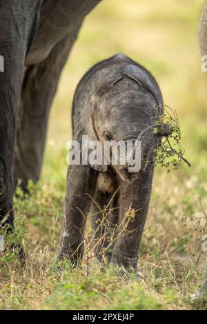 Baby africano cespuglio elefante passeggiate che trasportano ramo Foto Stock