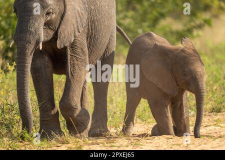 Bambino africano cespuglio elefante si inginocchia da madre Foto Stock