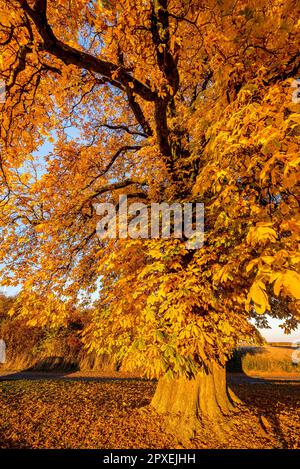 Un castagno con foglie di colore autunnale Foto Stock