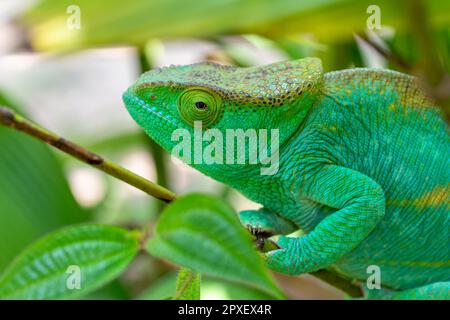 Il camaleonte di Parson (Calumma parsonii) è una grande specie endemica di camaleonte della famiglia Chamaeleonidae. Peyrieras effettuare prenotazioni on-line Foto Stock