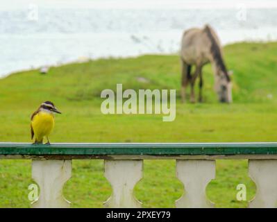 Tipica scena rurale con un uccello sul recinto portico e un cavallo pascolo sul prato e un lago sullo sfondo Foto Stock