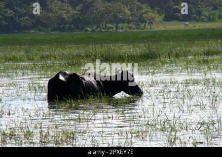 Buffalo in una regione di campi allagati nella regione amazzonica nel nord del Brasile. Foto Stock