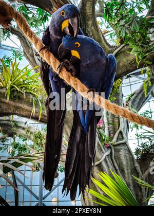 Un primo piano verticale di due macaws giacinto appollaiati su una corda Foto Stock