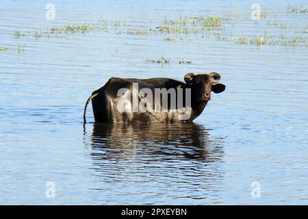 Buffalo in una regione di campi allagati nella regione amazzonica nel nord del Brasile. Foto Stock