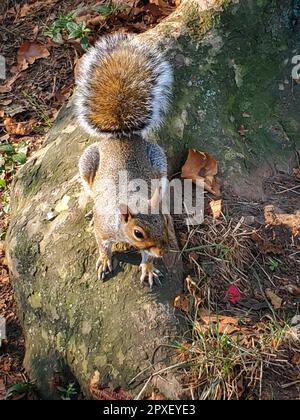 Un piccolo scoiattolo di colore marrone e bianco arroccato sulla cima di una roccia grigia ricoperta di muschio in una foresta lussureggiante Foto Stock