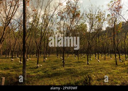 Vista della piantagione di alberi di gomma (Hevea brasiliensis), bagnata dalla luce dorata al crepuscolo a Wayanad in Kerala, India. Foto Stock