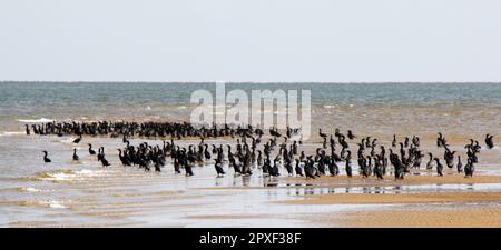 Grande gruppo di cormorani neotropici (Phalacrocorax brasilianus) che si raffreddano su un banco di sabbia nelle acque di un fiume in Brasile Foto Stock