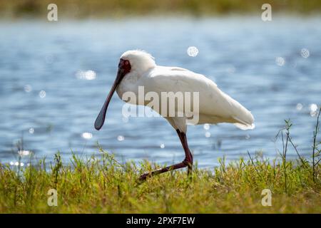 African Spoonbill cammina lungo la riva del fiume sotto il sole Foto Stock