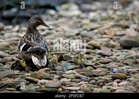 Mallard femminile che protegge la sua covata di dieci anatroccoli Foto Stock