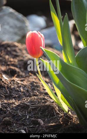 Un solitario tulipano rosso, Tulipa, che si sbiria dalle foglie di tulipano verde con un pacciame e fondo roccioso in primavera, Lancaster, Pennsylvania Foto Stock