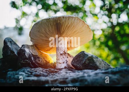 Primo piano Foto di un'Amanita con il cappuccio di Gills che cresce tra le pietre. Giornata di sole nella foresta. Fungo velenoso. Foto Stock