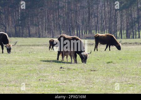 Ritratto di mucca con pelliccia marrone in una bella giornata estiva con luce solare in una riserva naturale in Sauerland in Germania Foto Stock