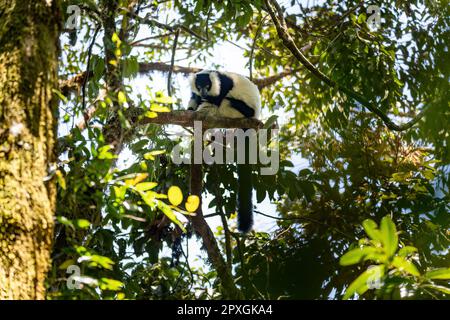 Limore nero-bianco orlato endemico (Varecia variegata subcincta), specie a rischio di estinzione di Limur orlato appeso sulla cima di un albero in habitat naturale. Ranomafan Foto Stock