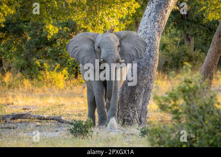 toro elefante, (Loxodonta Africana), caricando, arrabbiato spargendo le orecchie. Striscia di Caprivi, Namibia, Africa Foto Stock