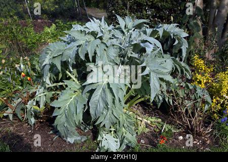 Foglie d'argento di carciofi Globe in Garden Surrey Inghilterra Foto Stock