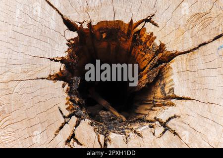 Struttura di una faccia di un tronco di albero subito dopo essere stato tagliato con una motosega, con una parte cava al centro. Foto Stock