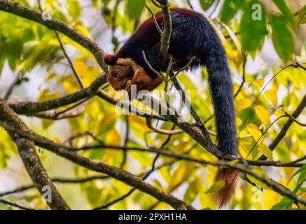 Uno scoiattolo gigante indiano arroccato su un ramo di albero Foto Stock