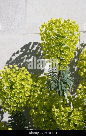 Fiori di primavera gialli e luminosi di spurge mediterraneo, Euphorbia characias subsp. Wulfenii nel giardino del Regno Unito aprile Foto Stock
