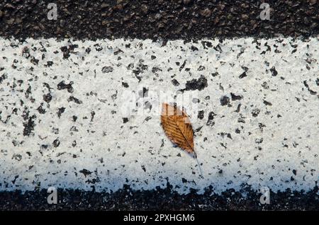 Caduta foglia di faggio giapponese Fagus japonica sulla linea bianca di una strada. Parco Nazionale di Shiretoko. Penisola di Shiretoko. Hokkaido. Giappone. Foto Stock