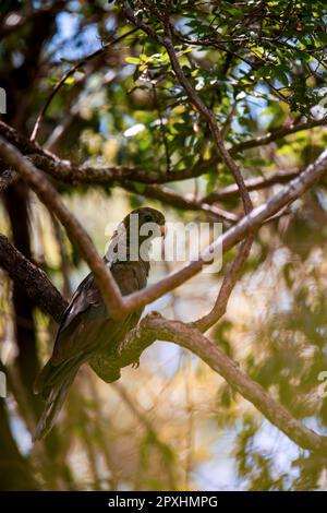 Pappagallo di vasa minore o pappagallo nero (Coracopsis nigra) uccello endemico arroccato su ramo di albero, Zombitse-Vohibasia Parco Nazionale, animali selvatici del Madagascar Foto Stock