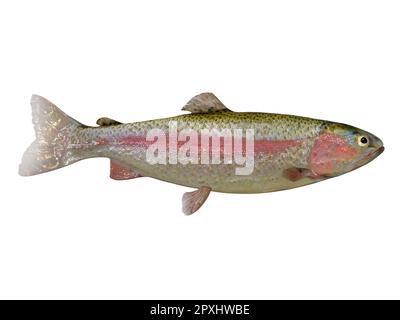 La trota arcobaleno è un popolare gioco di pesce d'acqua dolce per i pescatori e si trova in fiumi, torrenti e laghi. Foto Stock