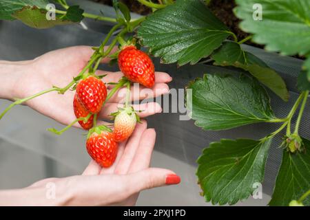 Fragole giapponesi raccolte a mano dal giardino. Sapore fragrante, dolce, grande, succoso, appagante mentre si visita la fattoria interna. Foto Stock