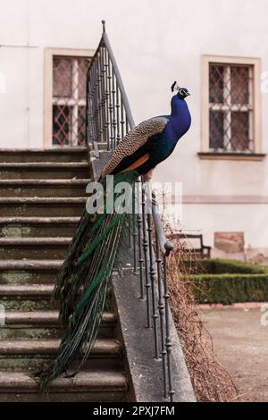 Peacock in piedi su una vecchia ringhiera a scalinata nei Giardini Vojan, Praga. Le sue piume vibranti contrastano con l'architettura storica in una luce soffusa Foto Stock