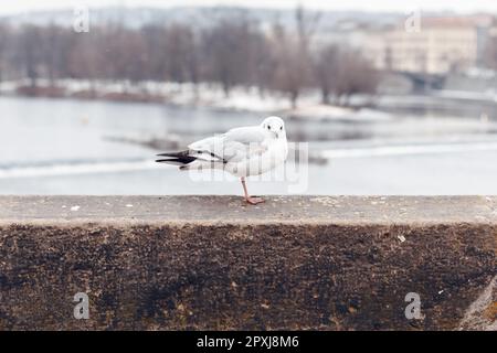 Gabbiano seduto sulla ringhiera in pietra del Ponte Carlo a Praga, con uno in volo. Il fiume Moldava e il paesaggio urbano storico creano una vista urbana Foto Stock