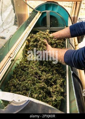 Farmer Worker mette i boccioli di Marijuana in una macchina tagliabasette elettrica. Tessuto Cannabis Sativa biologico. Marihuana medicinale legale con CBD per l'assistenza sanitaria AN Foto Stock