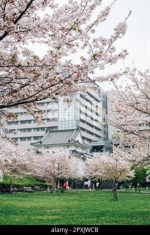 Sunpu Castle Park con fiori di ciliegio a Shizuoka, Giappone Foto Stock