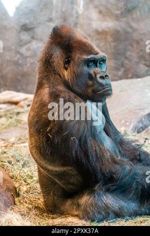 Un gorilla si siede vicino ad un muro al Woodland Park Zoo a Seattle, Washington. Foto Stock