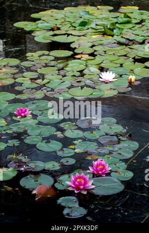 Un laghetto tranquillo circondato da lussureggiante verde fogliame e adornato con bellissimi fiori rosa e bianco ninfee Foto Stock