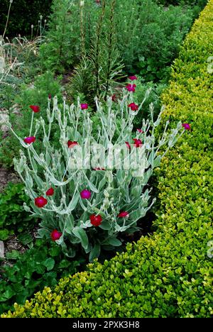 Un vivido primo piano di un lussureggiante giardino con un vivace letto di fiori con alberi sullo sfondo Foto Stock