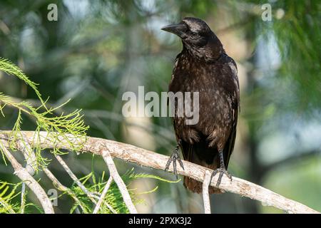 Un corvo americano maestoso (Corvus brachyrhynchos) arroccato su un ramo di albero arido Foto Stock