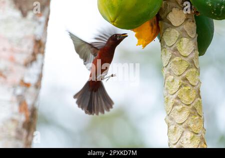 Un uccello rosso di Tanager dal becco d'argento in volo che mangia papaia da un albero di papaia. Foto Stock