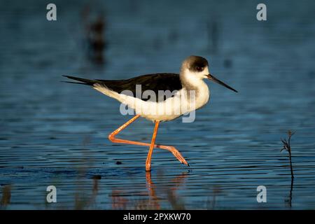 Palafitte con alette nere che sfumano attraverso le ombre con un catchlight Foto Stock