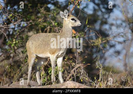 Klippspringer / Klipspringer / Oreotragus oreotragus Foto Stock