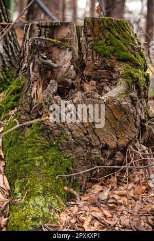 Un vecchio ceppo marcio coperto di muschio, nella foresta, un vecchio albero Foto Stock