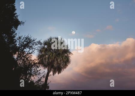 Una palma tropicale che si staglia in primo piano sullo sfondo della luna in Florida Foto Stock