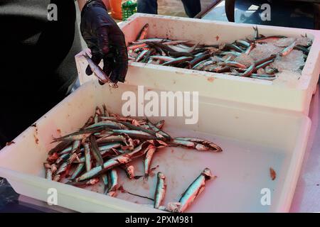 Persona con guanto nero che pulisce le acciughe per grigliare Foto Stock